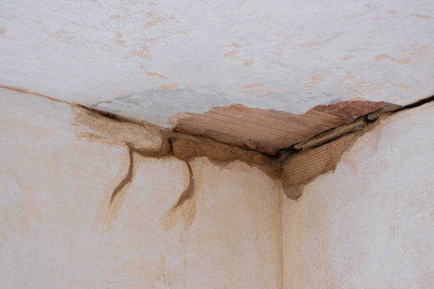 Best Professional water damage repair  in Ruskin, FL