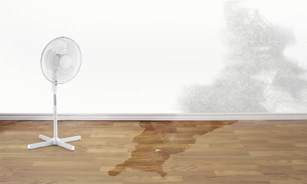Best Flood restoration services  in Ruskin, FL